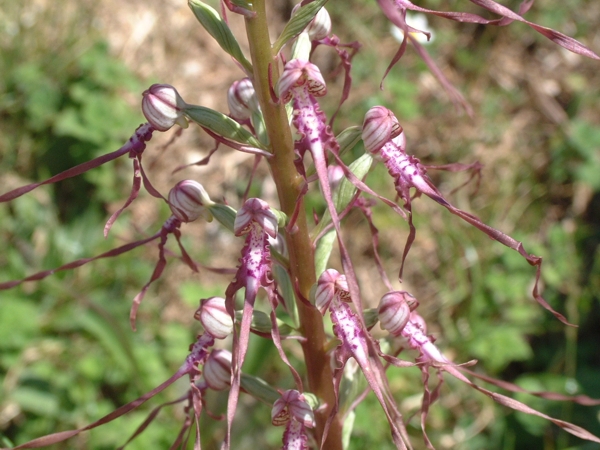 Himantoglossum adriaticum